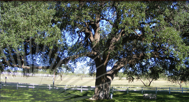 Oak Tree