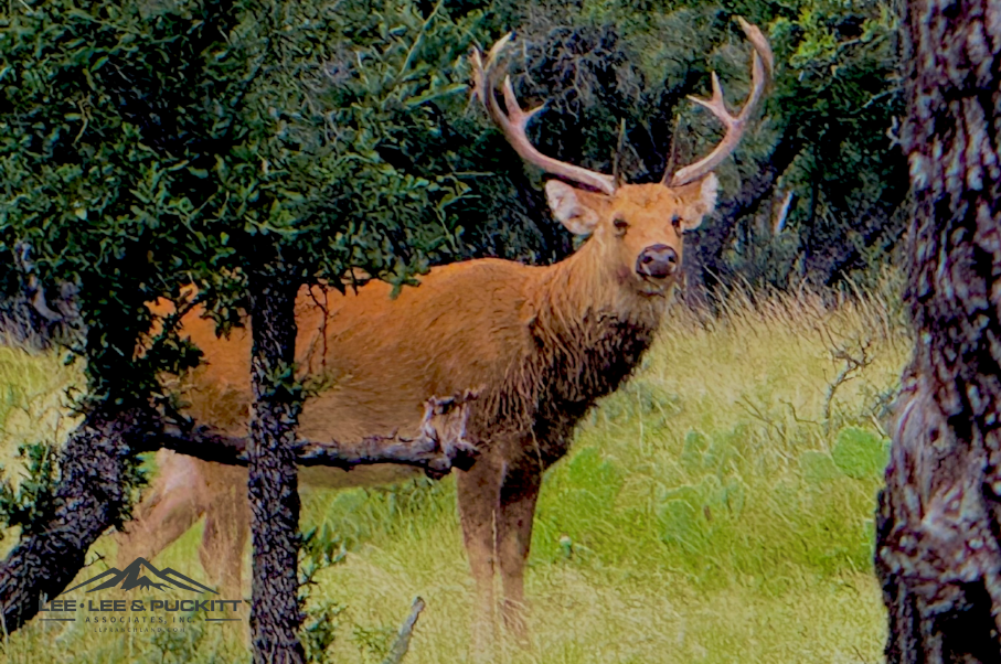 Horn & Antler Ranch Photo