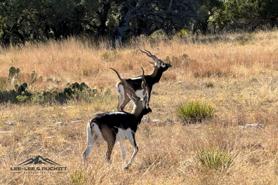 Horn & Antler Ranch Photo
