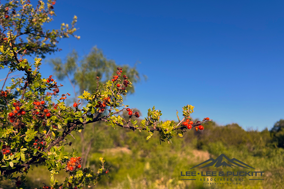 Wilson - Carlsbad Ranch Photo