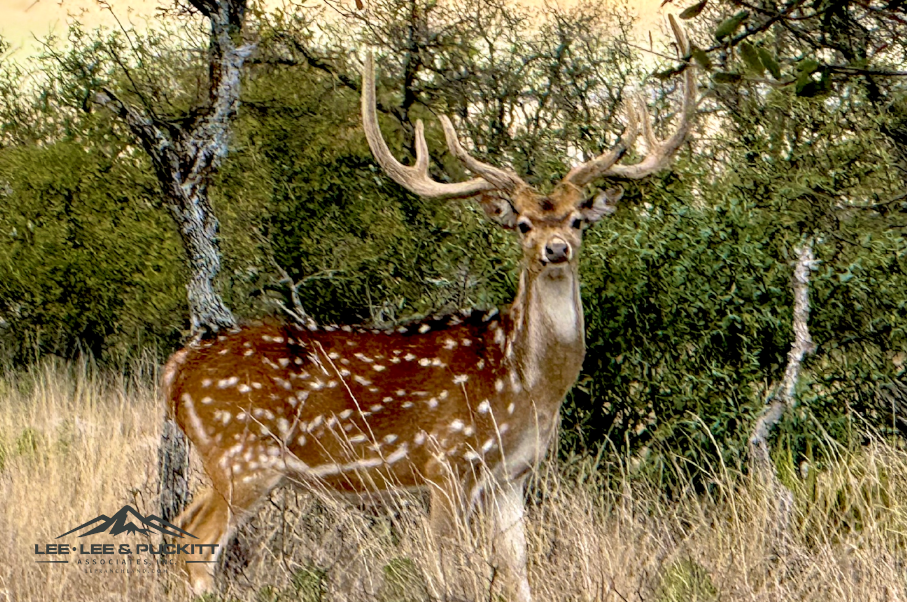 Horn & Antler Ranch Photo