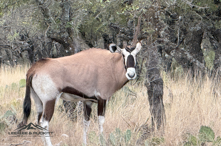 Horn & Antler Ranch Photo