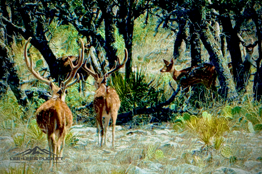 Horn & Antler Ranch Photo