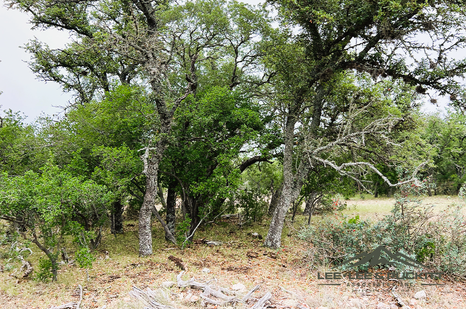 Frank's Ranch Photo