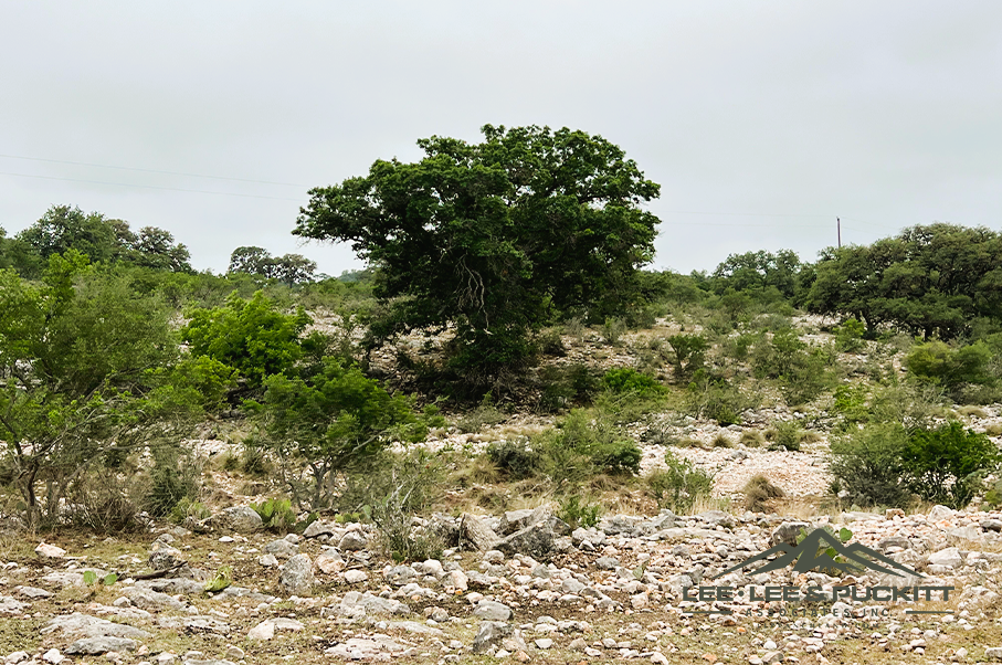 Frank's Ranch Photo