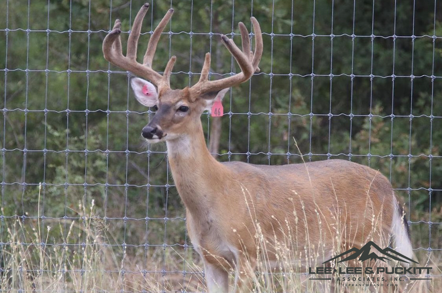 Horn & Antler Ranch Photo