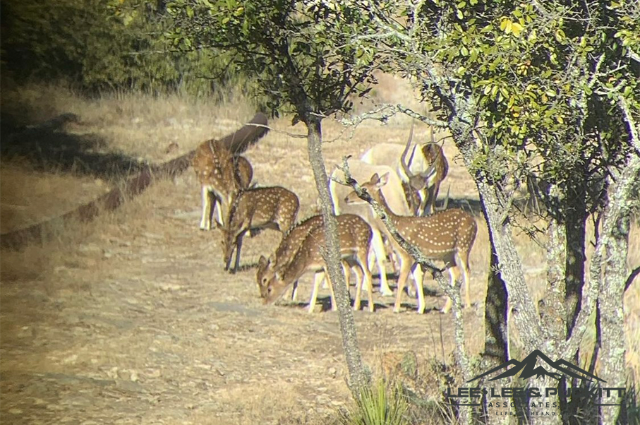 Horn & Antler Ranch Photo