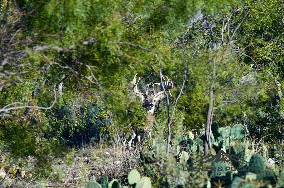 Wilson - Carlsbad Ranch Photo