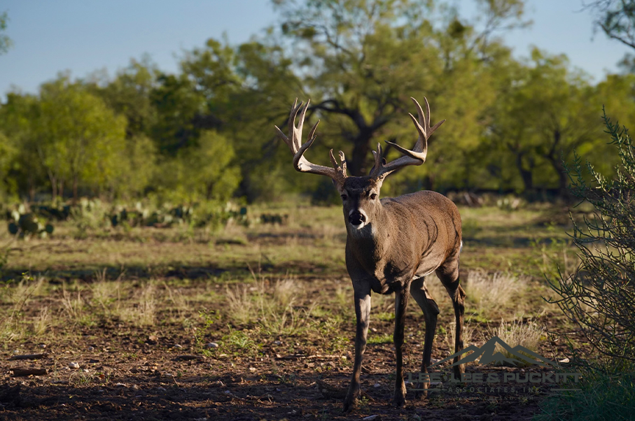 Wilson - Carlsbad Ranch Photo