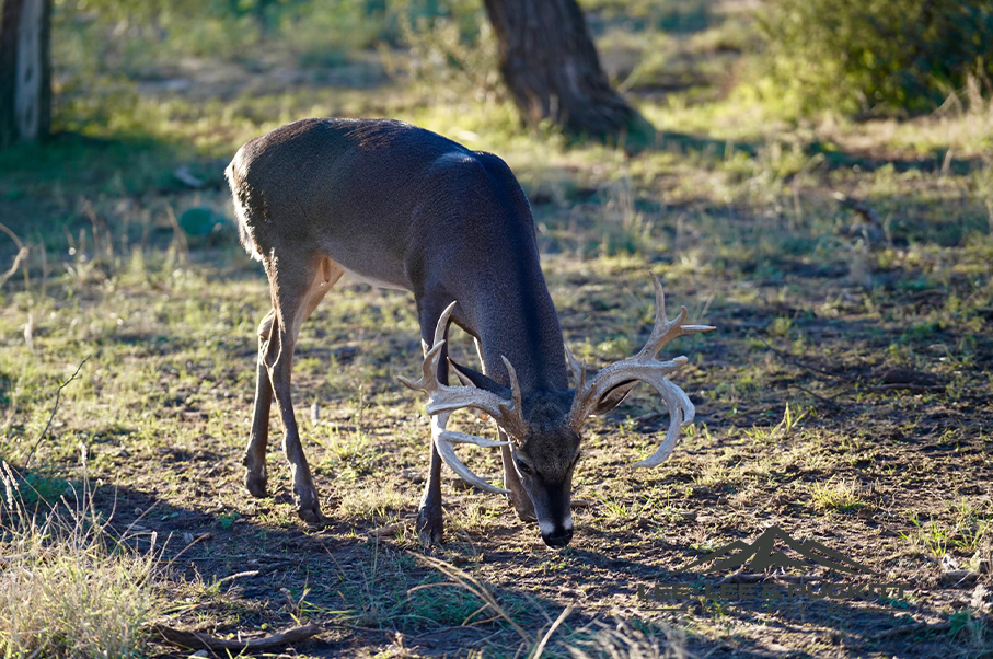 Wilson - Carlsbad Ranch Photo