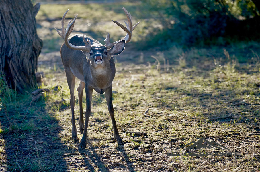 Wilson - Carlsbad Ranch Photo