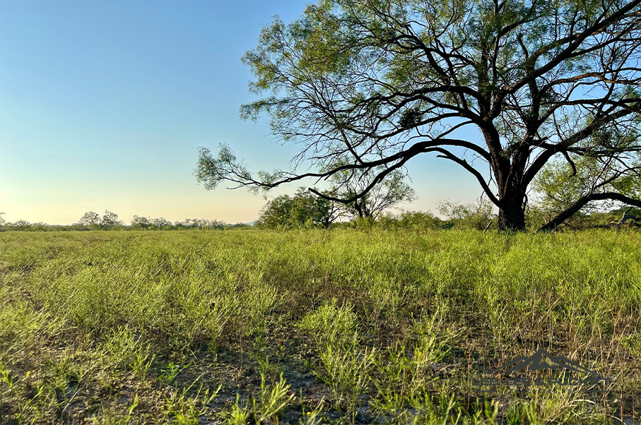 Wilson - Carlsbad Ranch Photo