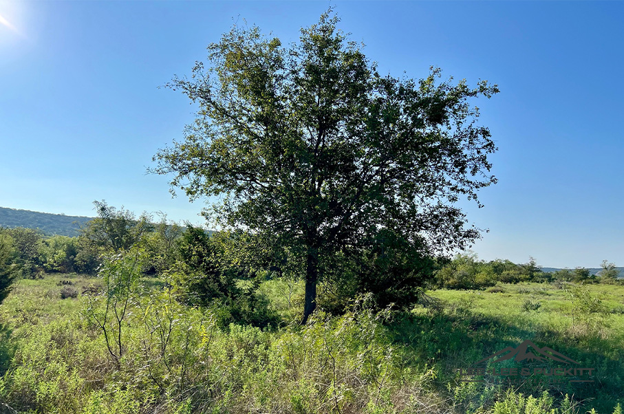 Wilson - Carlsbad Ranch Photo