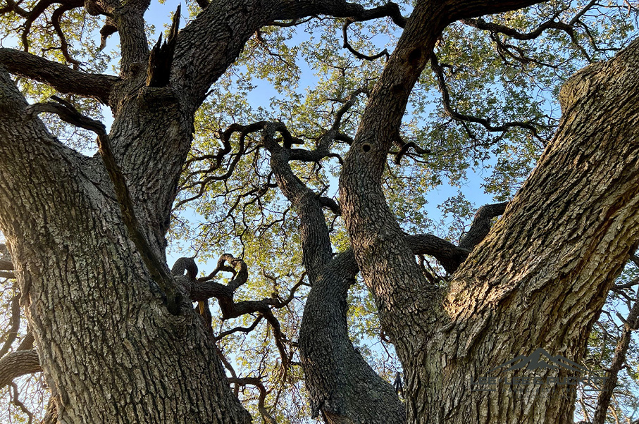 Wilson - Carlsbad Ranch Photo