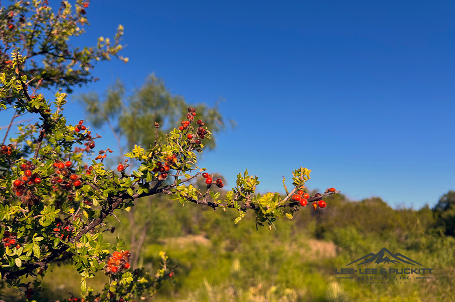 Wilson - Carlsbad Ranch Photo