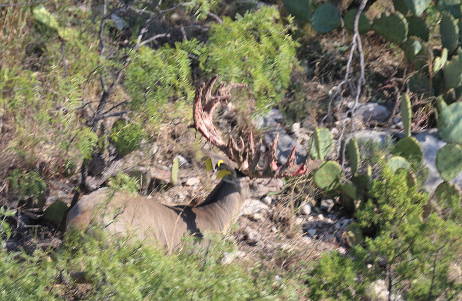 Wilson - Carlsbad Ranch Photo