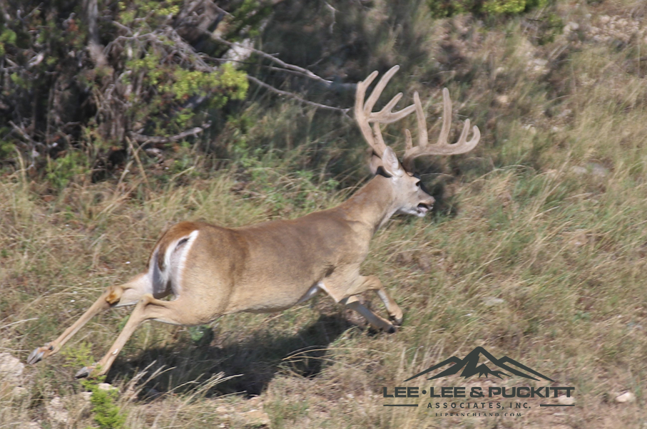 Wilson - Carlsbad Ranch Photo