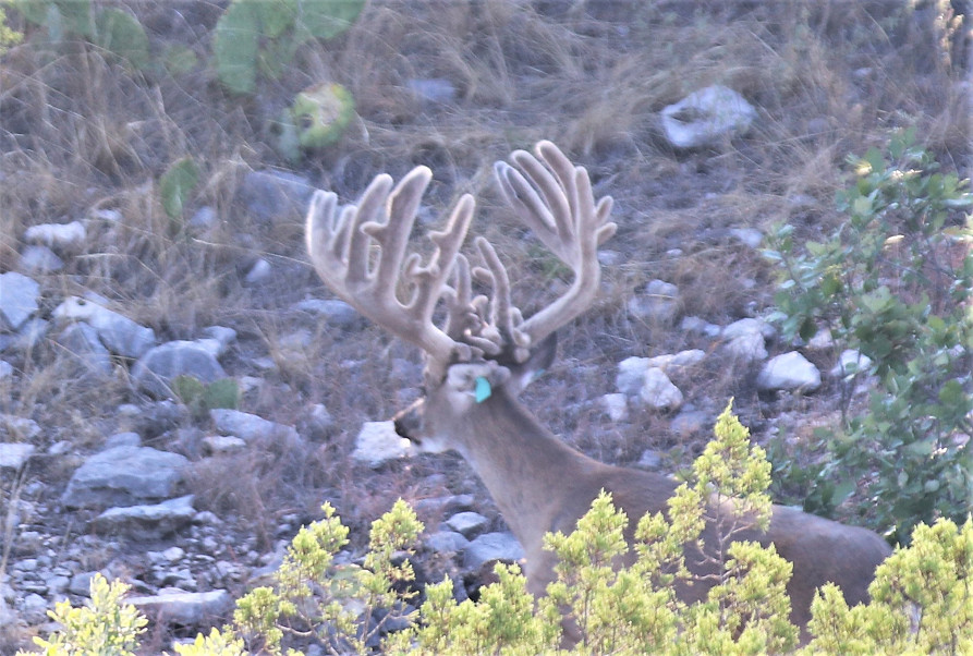 Wilson - Carlsbad Ranch Photo