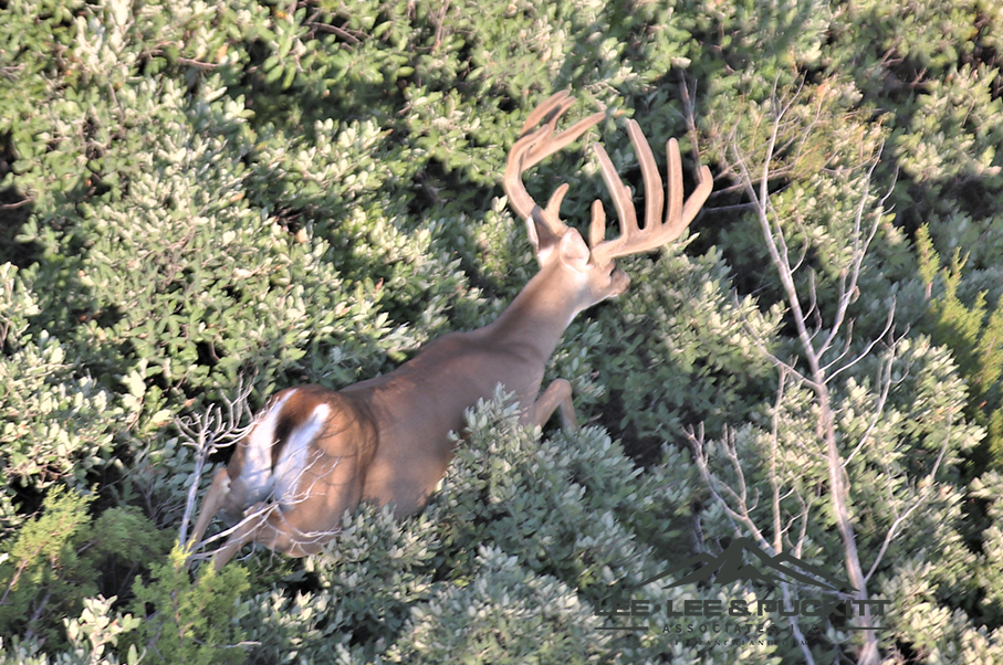 Wilson - Carlsbad Ranch Photo