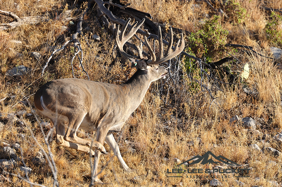 Wilson - Carlsbad Ranch Photo